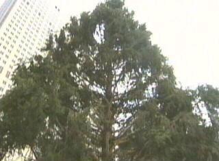 Rockefeller Center Tree