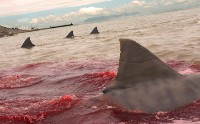 bloody shark water